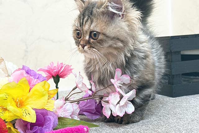 ミヌエット MIR712 子猫写真.6