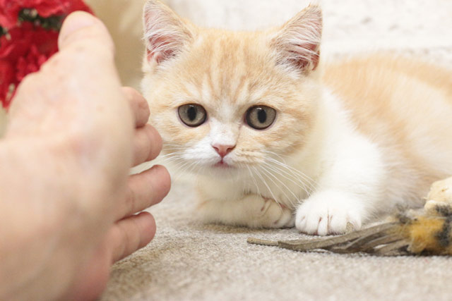 ミヌエット MIR709 子猫写真6