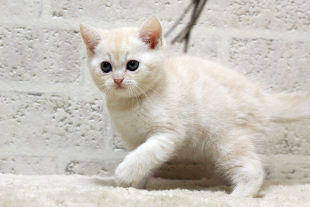 マンチカン MAR429 子猫写真.5