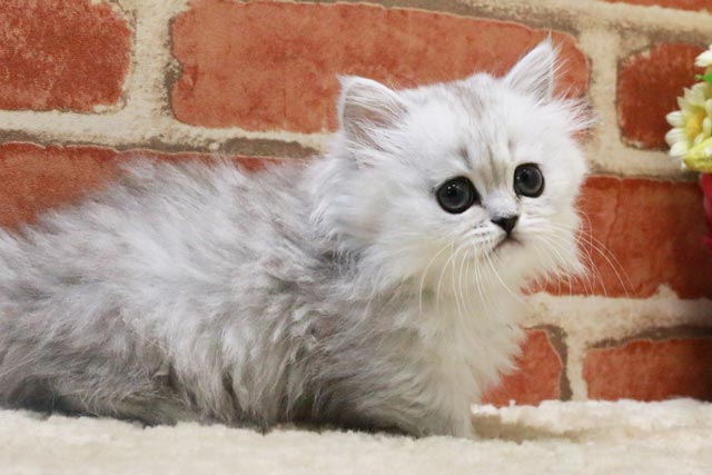 ミヌエット MIR406 子猫写真.2