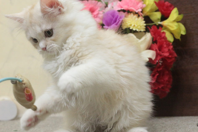 ミヌエット MIR716 子猫写真.4