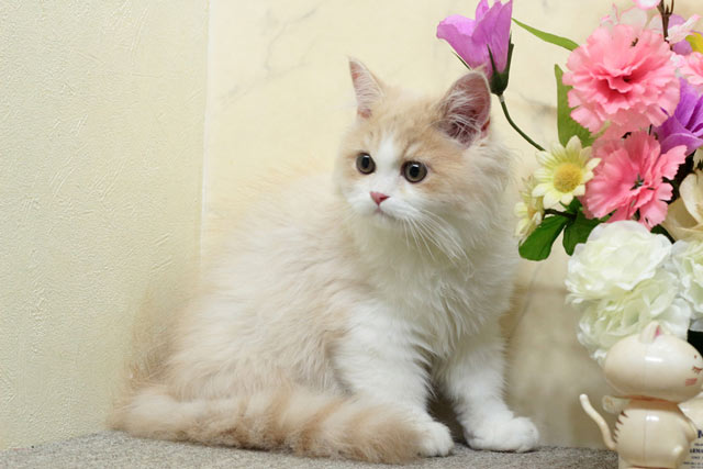 ミヌエット MIR711 子猫写真5