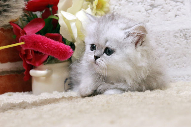 ミヌエット MIR405 子猫写真.3