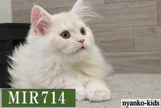 MIR714詳細ページへ｜リンク案内画像