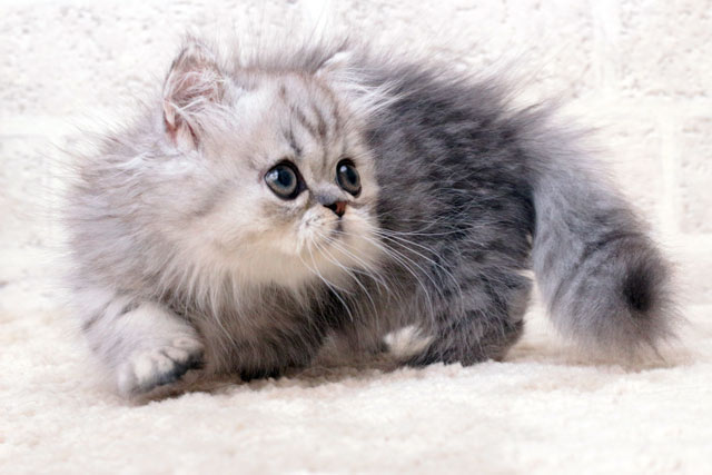 ミヌエット MIR620 子猫写真（3枚目）