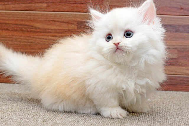 ミヌエット MIR628 子猫写真（2枚目）