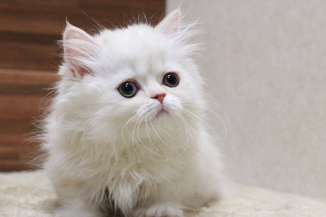 ミヌエット MIR422 子猫写真.5