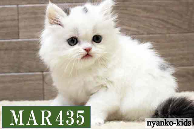 MAR435詳細ページへ｜リンク案内画像