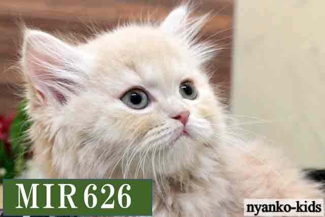 ミヌエット　並足　MIR626　女の子