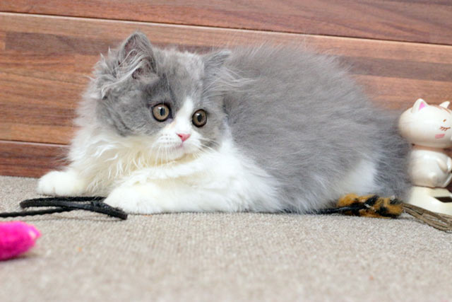 ミヌエット MIR704 子猫写真（4枚目）