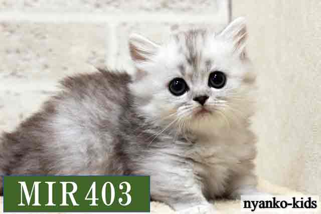 MIR403詳細ページへ｜リンク案内画像