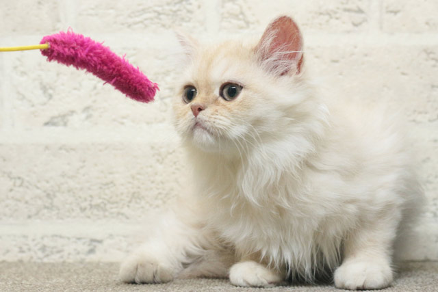 ミヌエット MIR710 子猫写真2