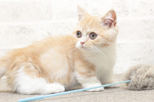 ミヌエット MIR709 子猫写真3