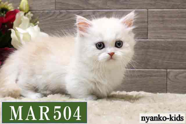 マンチカン　短足　MAR504　男の子