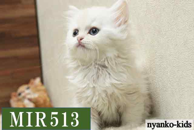 ミヌエット　並足　MIR513　女の子