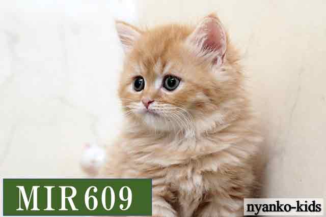 ミヌエット　並足　MIR609　男の子