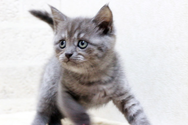 マンチカン MAR428 子猫写真.1