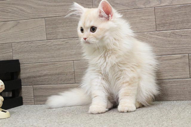 ミヌエット MIR714 子猫写真.8