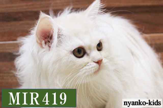 MIR419詳細ページへ｜リンク案内画像