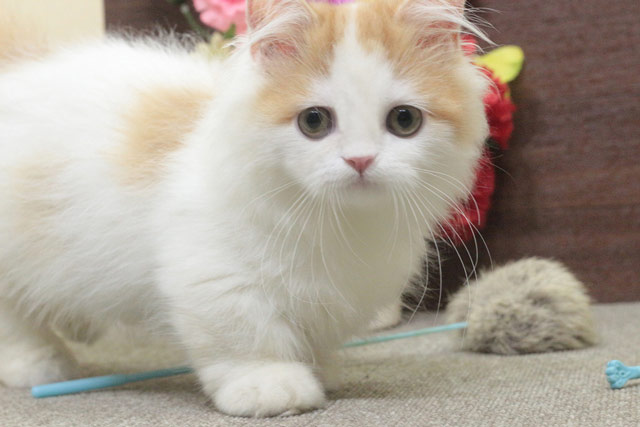 ミヌエット MIR713 子猫写真7