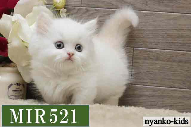 MIR521詳細ページへリンク案内画像