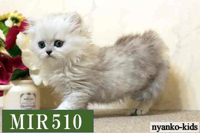 ミヌエット　並足　MIR510　男の子