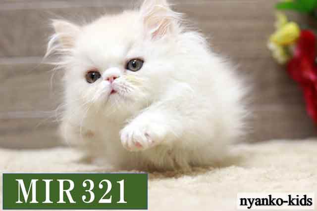 MIR321詳細ページへ｜リンク案内画像