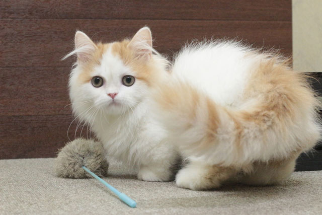 ミヌエット MIR713 子猫写真.7