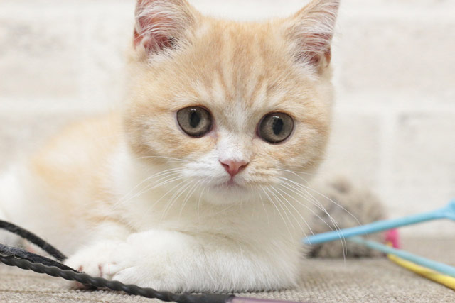 ミヌエット MIR709 子猫写真5