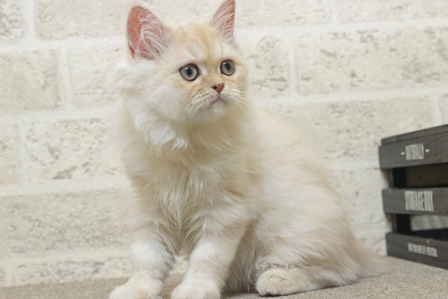 ミヌエット MIR710 子猫写真4