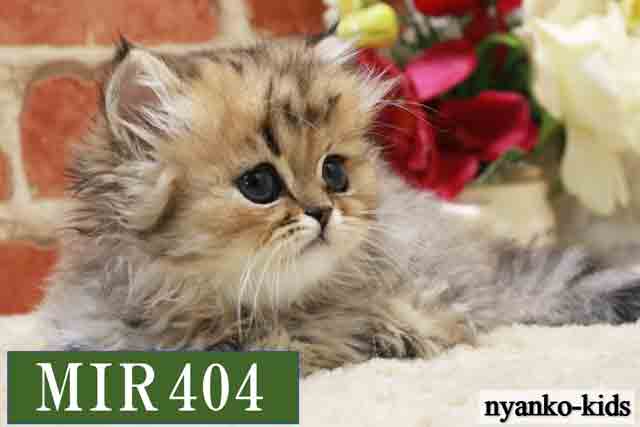 MIR404詳細ページへ｜リンク案内画像