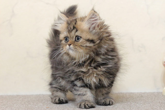 ミヌエット MIR707 子猫写真（2枚目）