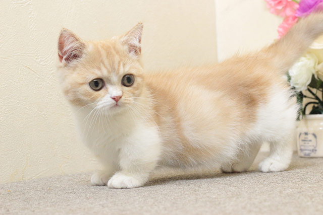 ミヌエット MIR709 子猫写真2