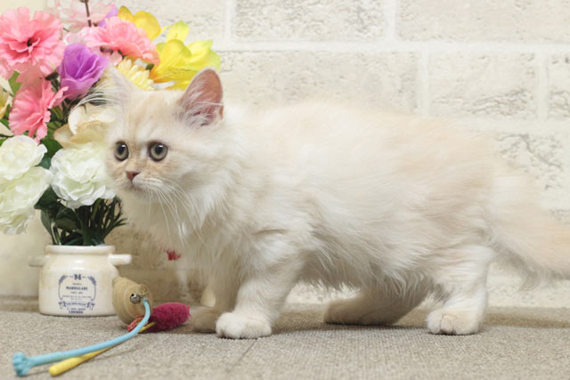 ミヌエット MIR710 子猫写真6