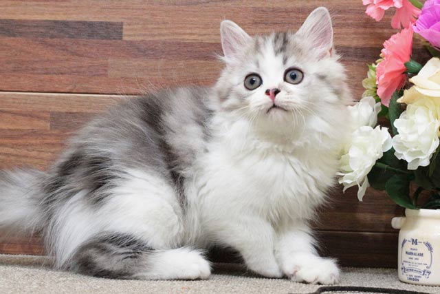 ミヌエット MIR701 子猫写真.2