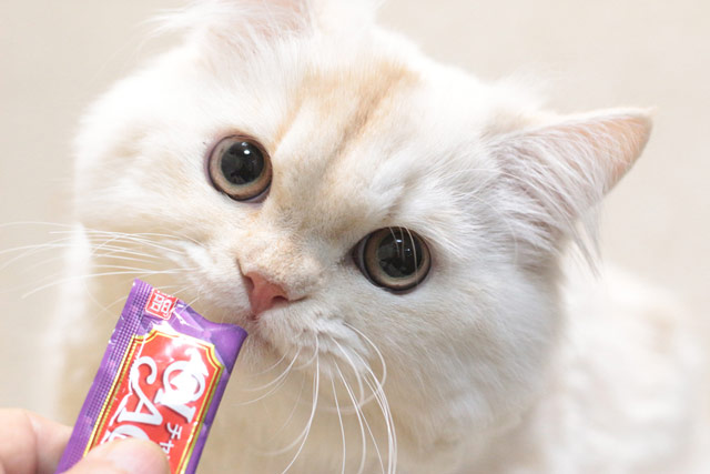 ミヌエット MIR506 子猫写真.1