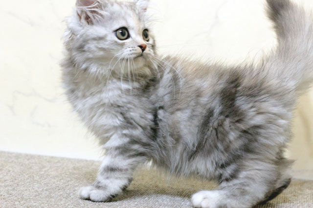 マンチカン MAR613 子猫写真.5