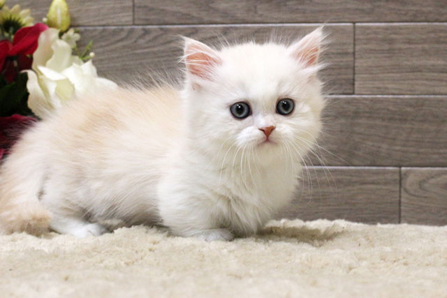 マンチカン MAR504 子猫写真.1