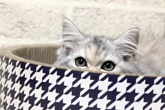 マンチカン MAR613 子猫写真.6