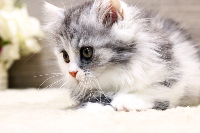マンチカン MAR505 子猫写真.3