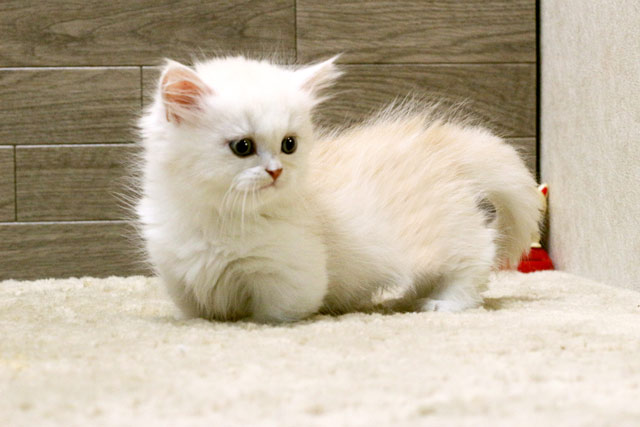 マンチカン MAR504 子猫写真.2