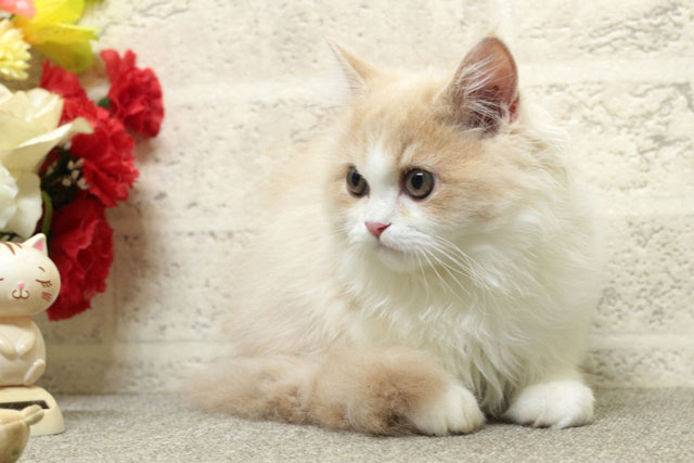 ミヌエット MIR711 子猫写真3