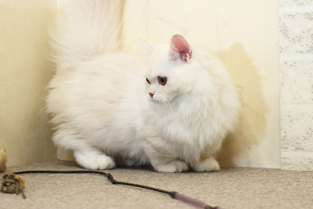 ミヌエット MIR702 子猫写真（7枚目）
