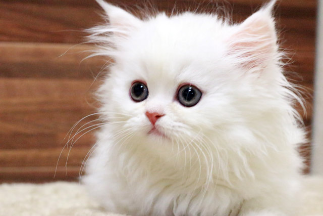 ミヌエット MIR413 子猫写真.3