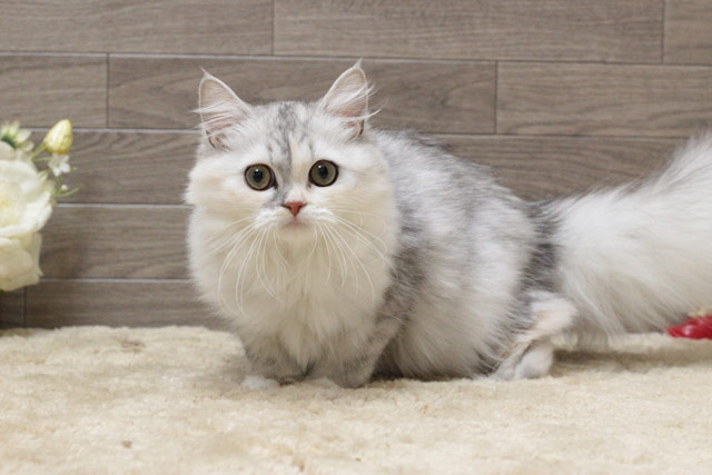 ミヌエット MIR511 子猫写真.5