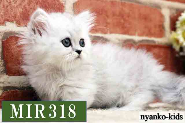 🔴ミヌエット　短足　MIR318　女の子