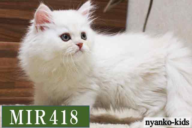 MIR418詳細ページへ｜リンク案内画像