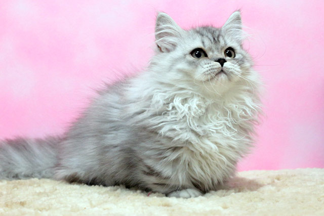 ミヌエット MIR623 子猫写真（2枚目）