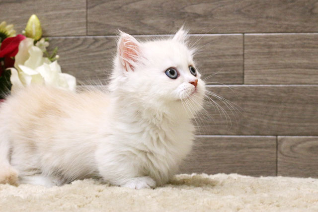 マンチカン MAR504 子猫写真.6