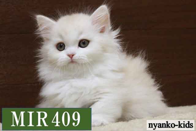 MIR409詳細ページへ｜リンク案内画像